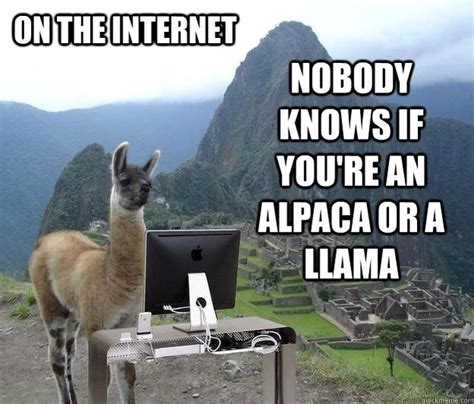 The best Llama memes :) Memedroid