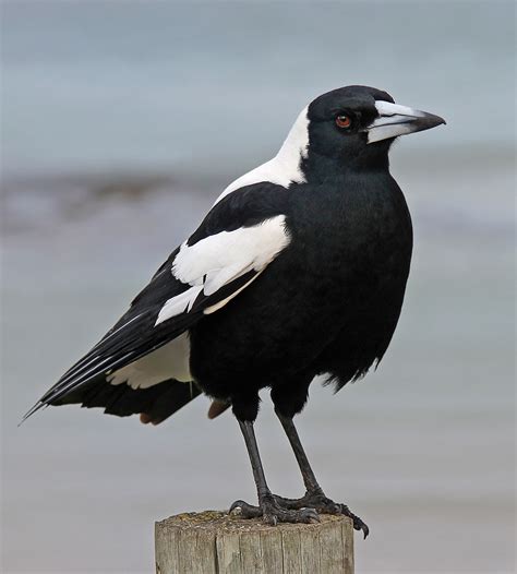 File:Australian Magpie 1, jjron, 5.07 highlight.jpg - Wikimedia Commons