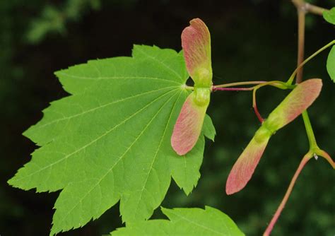 Vine Maple | Small Tree Seedling – SequoiaTrees.com