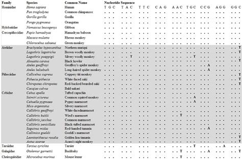 Figure 1 from Molecular Variation in AVP and AVPR1a in New World ...