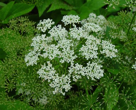 Aegopodium podagraria (bishop's goutweed): Go Botany