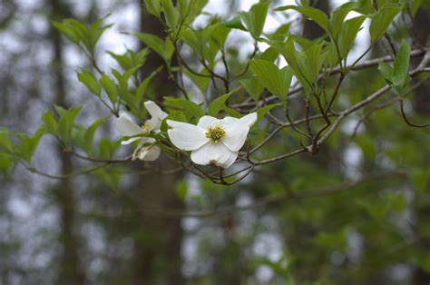 North Carolina State Flower--The Dogwood Flower by Rozlin on DeviantArt