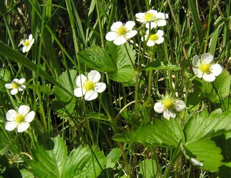 Wild Strawberry Plant Identification