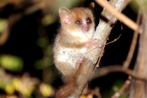 Madame Berthe's Mouse Lemur