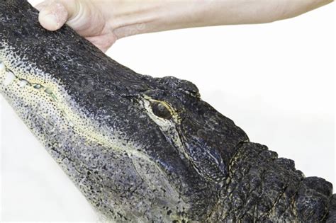 Male Hand Holds Alligator Mouth Tightly Closed With Teeth Photo Background And Picture For Free ...