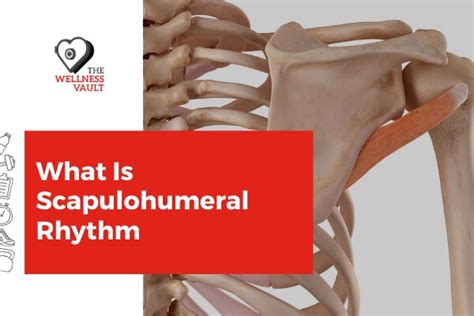 Scapulohumeral Rhythm | Your House Fitness