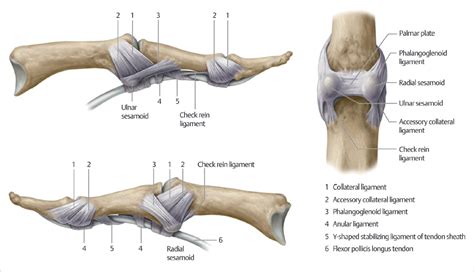 Collateral Ligament Thumb