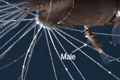 First-ever footage of mating anglerfish is strangely mesmerising | Deep Ocean | Earth Touch News