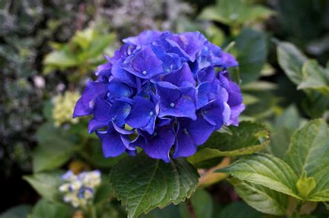 Blue Hydrangea - Blue Hydrangea Care and Info