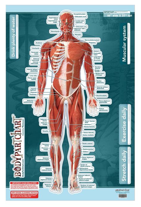 Muscular System Sticky Wall Chart- Anterior - Clinical Charts and Supplies