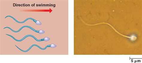 flagella.html 06_23Flagella.jpg