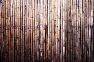 Bamboo! | Gorgeous wall of bamboo at the Atlanta Zoo | Basheer Tome | Flickr