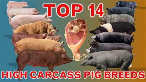 Top 14 Highest Carcass Pig Breeds | Dressed Weight | Meat Yield Percentage % | High Yield Pork ...