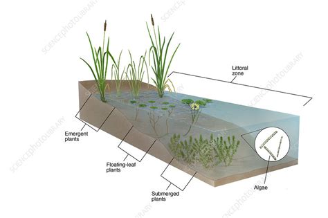 Littoral Zone - Stock Image - C004/8154 - Science Photo Library