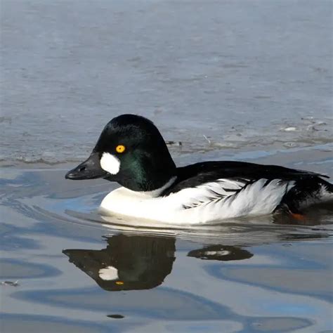 Common goldeneye - Facts, Diet, Habitat & Pictures on Animalia.bio