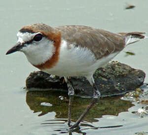 Chestnut-banded Plover - Charadrius pallidus