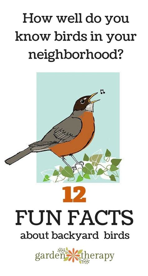 Get to Know Your Backyard Birds with These Fun Facts