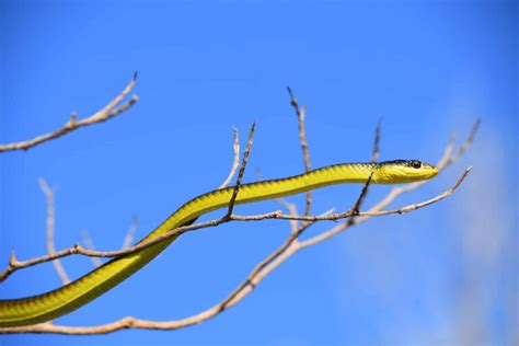 10 Facts About The Green Tree Snake (Australia) - Snake Radar