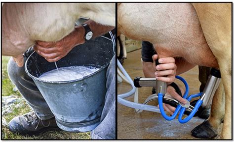 Mastitis Prevention in Dairy Cattle - Dairy Solution Pvt Ltd