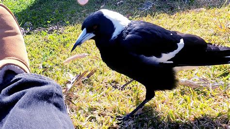 Half Beak Magpie Has no Fear - YouTube