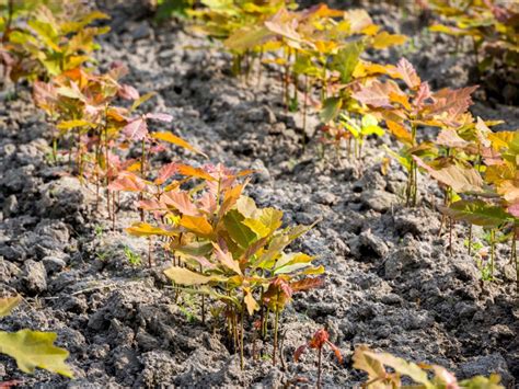 What Is A Native Plant Nursery: Tips On Starting A Native Plant Nursery