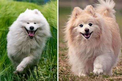 Samoyed Pomeranian Mix: Meet the Inquisitive Gentle Dog | Fluffy Dog Breeds