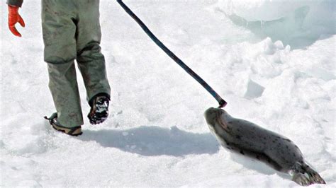 Warm weather prompts early start to St. Lawrence seal hunt - The Globe ...