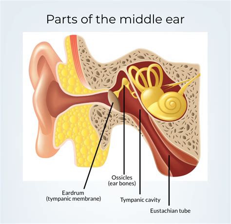 Where is eardrum situated?In between inner ear and brainIn between pinna and middle earIn the ...