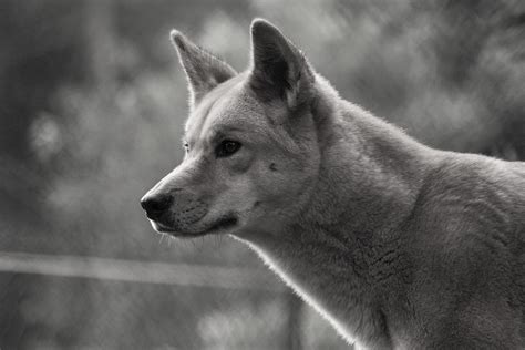 Dingo Chien Canin - Photo gratuite sur Pixabay