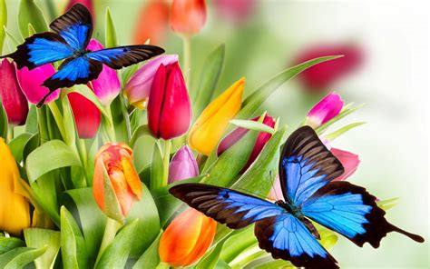 Hermosas Mariposas Azules y Flores de Colores | Fotos e Imágenes en ...