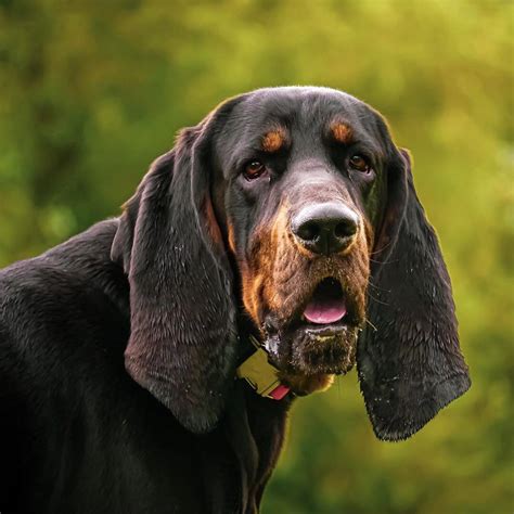 15 Cool Facts About Coonhounds - The Dogman