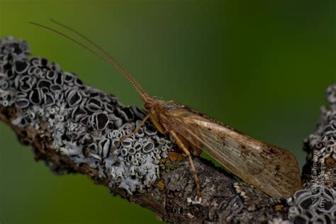 Photo #65120: Trichoptera sp.