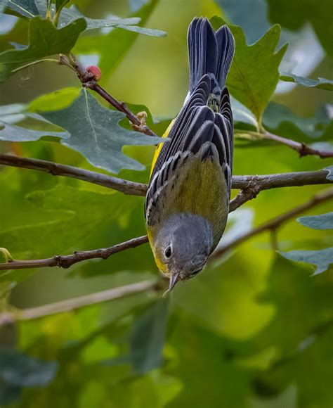 Magnolia Warbler | Parulidae | Owen Deutsch Photography