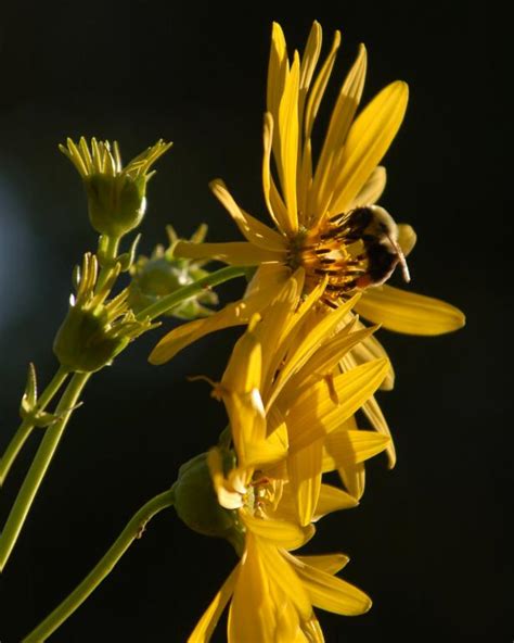 Bee-Friendly Garden Flowers and Plants | HGTV