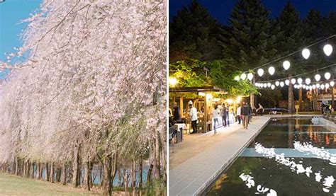 Nami Island Cherry Blossom Festival Evening Tour 2019 - Trazy, Korea's ...