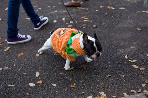 Dogs in costumes: 2012 Tompkins Square Park Halloween Dog Parade (slide show)