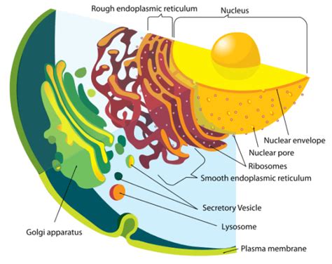 Relationship Between Endoplasmic Reticulum and Golgi Apparatus ...