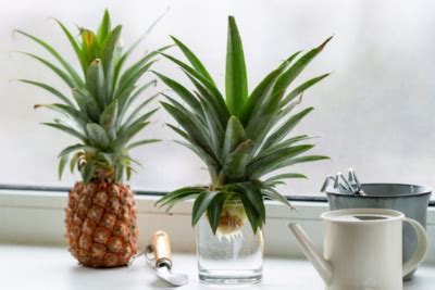 Growing Pineapple Plants: How To Grow Pineapples From Tops