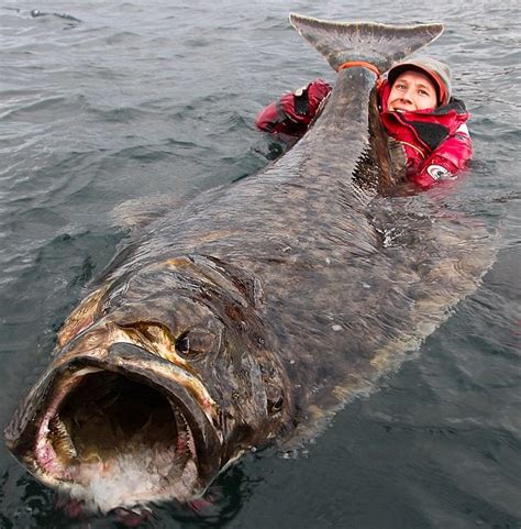 7ft Atlantic Halibut Caught Off Norway, Angler Needed A Bigger Boat | OutDoors Unlimited Media ...