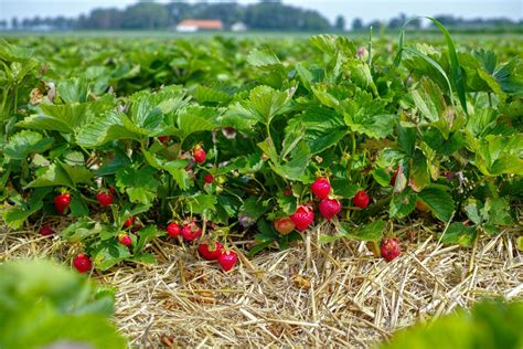 22+ Heirloom Strawberry Plants - AustinKeiva