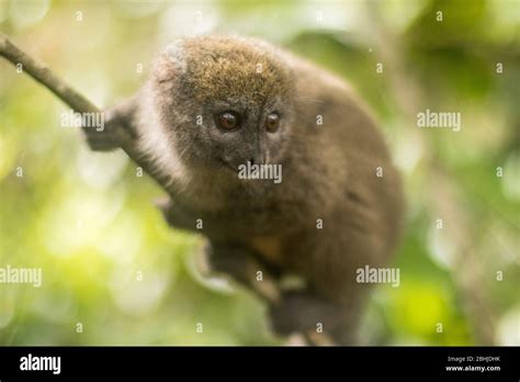 Bamboo lemur hi-res stock photography and images - Alamy