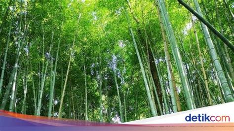 Pesona Hutan Bambu Arashiyama di Kyoto