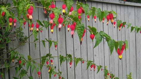 Try planting Abutilons for a WOW effect in your garden | king5.com