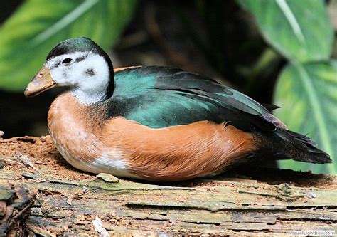 Identify African Pygmy Goose - Wildfowl Photography.