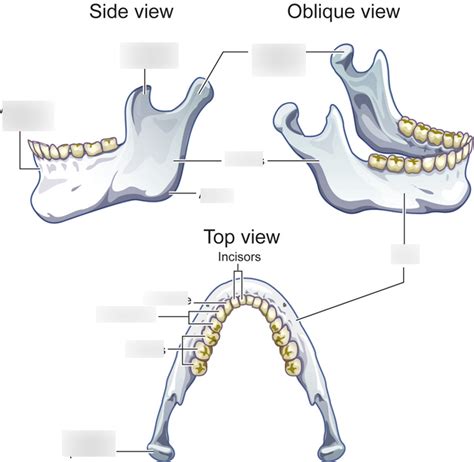 Mandible Diagram | Quizlet