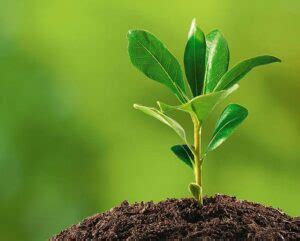 Saplings: Care for Young Trees - 2024 Guide - Growing Magazine