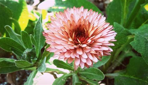 50 Calendula Pot Marigold Seeds - Pink Suprise Flower - Seeds & Bulbs