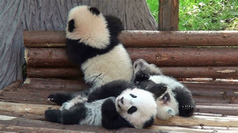 Three Insanely Cute Panda Cubs Crawl and Tumble Over Each Other in Chengdu, China | Panda bear ...