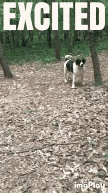 Excited Dogs GIFs | Tenor