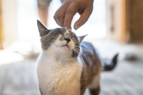 Why do cats purr? The meaning might be more complicated than you think. - Care.com Resources